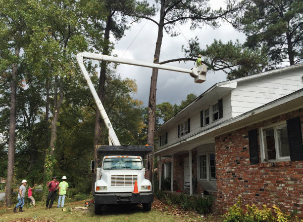 Best Emergency Tree Removal  in Milbank, SD